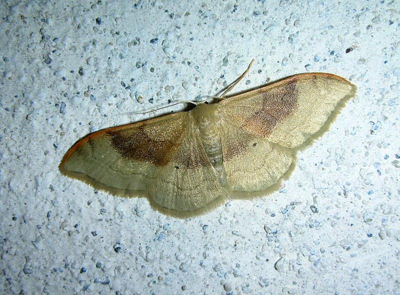 Idaea degeneraria, Bena bicolorana, Autographa gamma